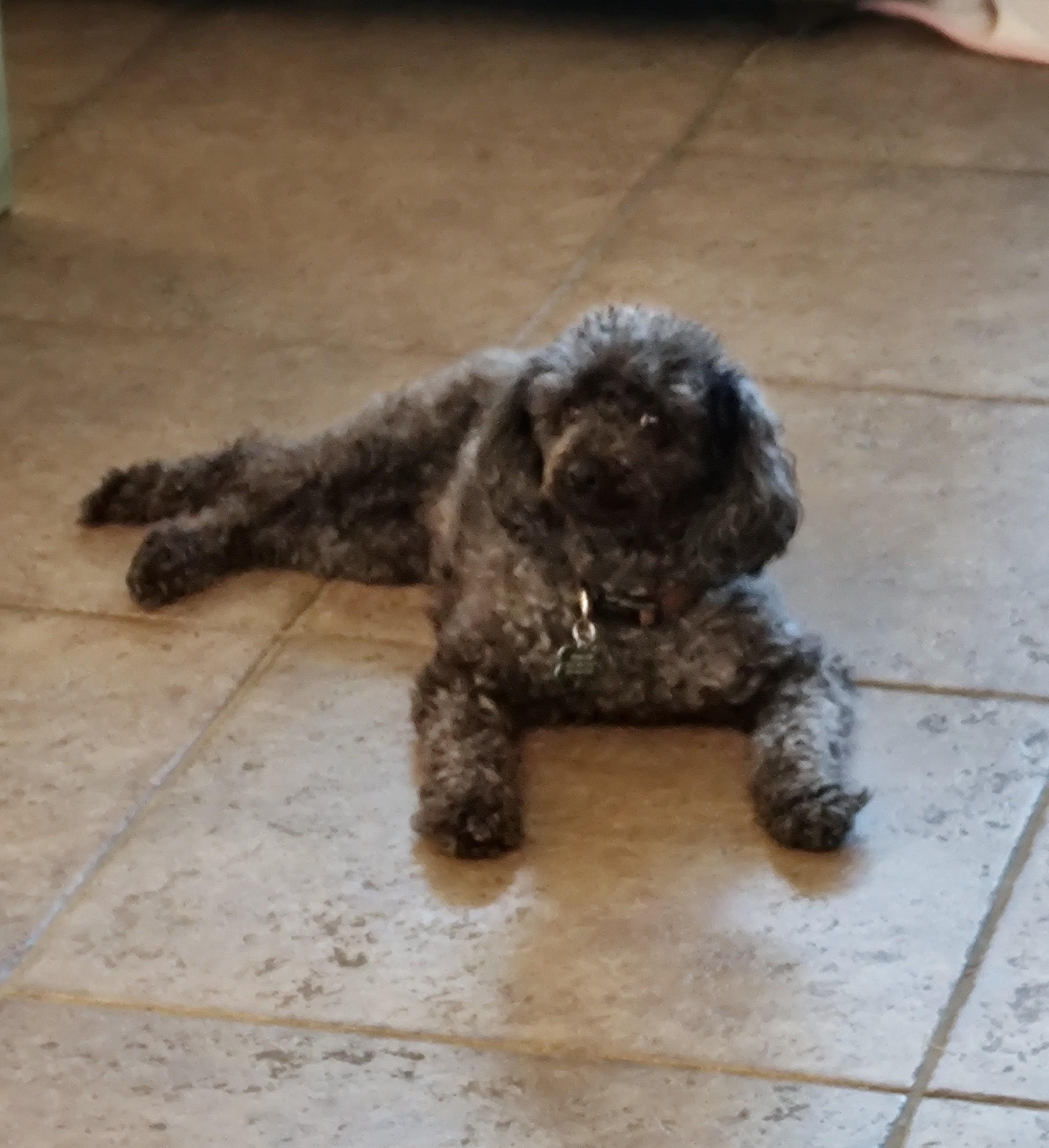 Hazel, a ADOPTABLE Miniature Poodle in Mary Esther, FL image 3/5