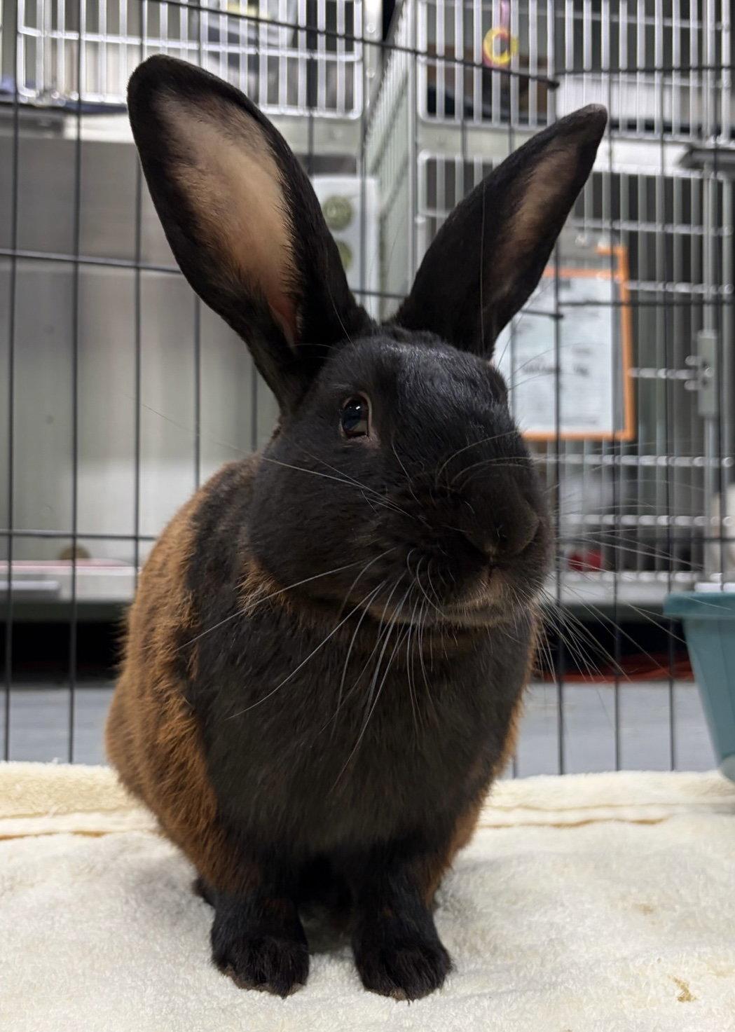 Lancelot, Adoptable, Young Male American.