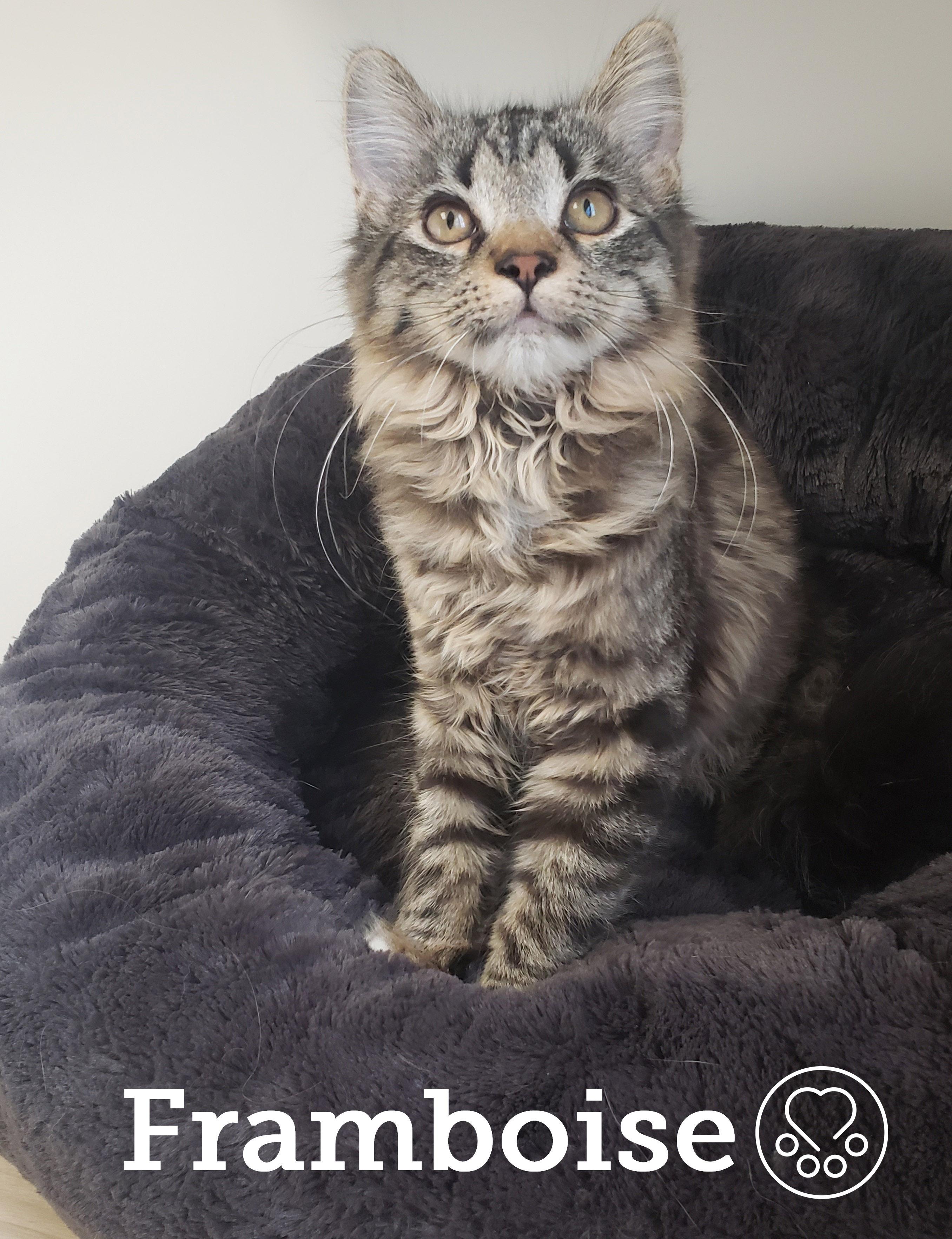 Framboise, ADOPTABLE, Kitten Female Domestic Medium Hair.