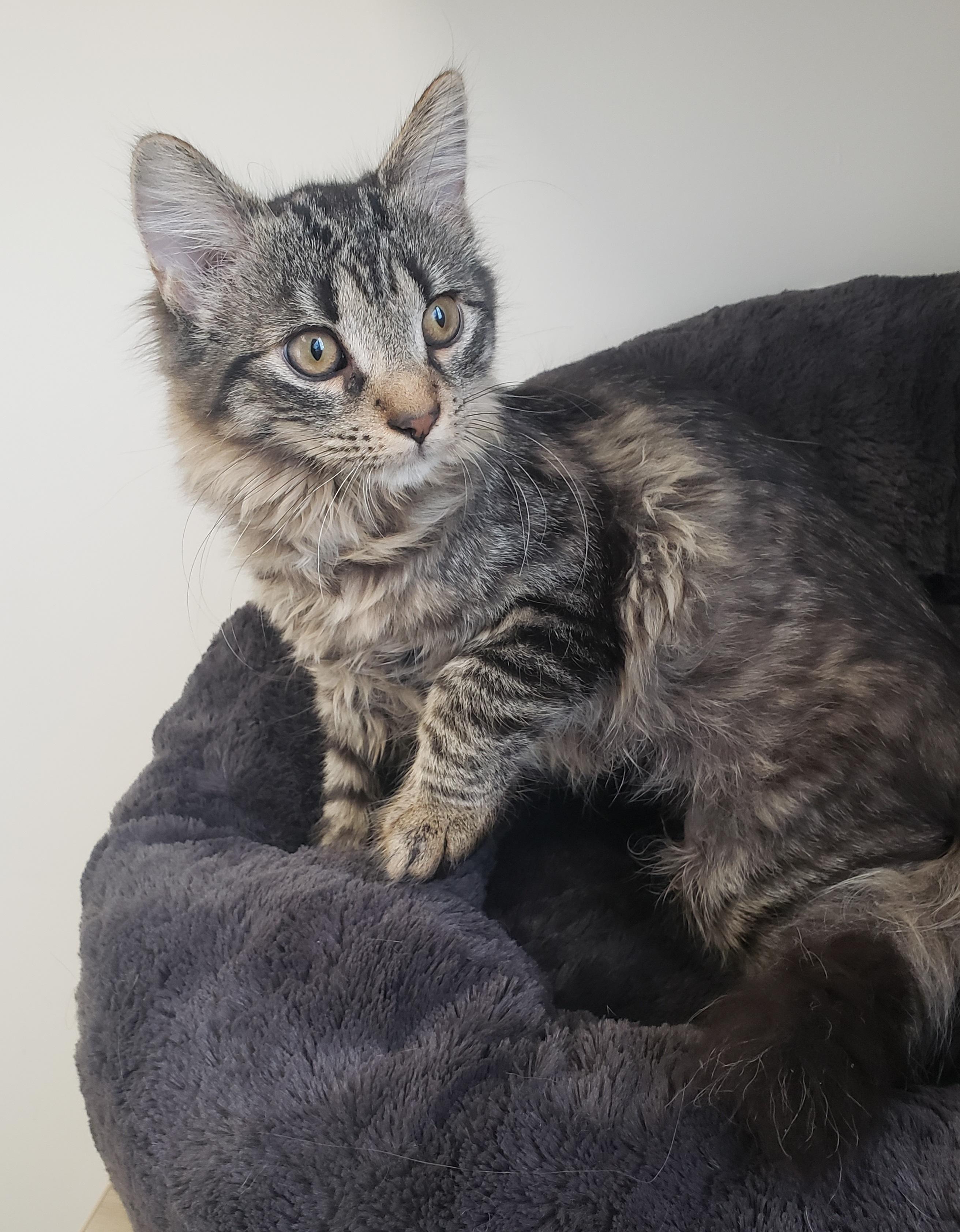 Framboise, a ADOPTABLE Domestic Medium Hair in Anjou, QC image 2/2