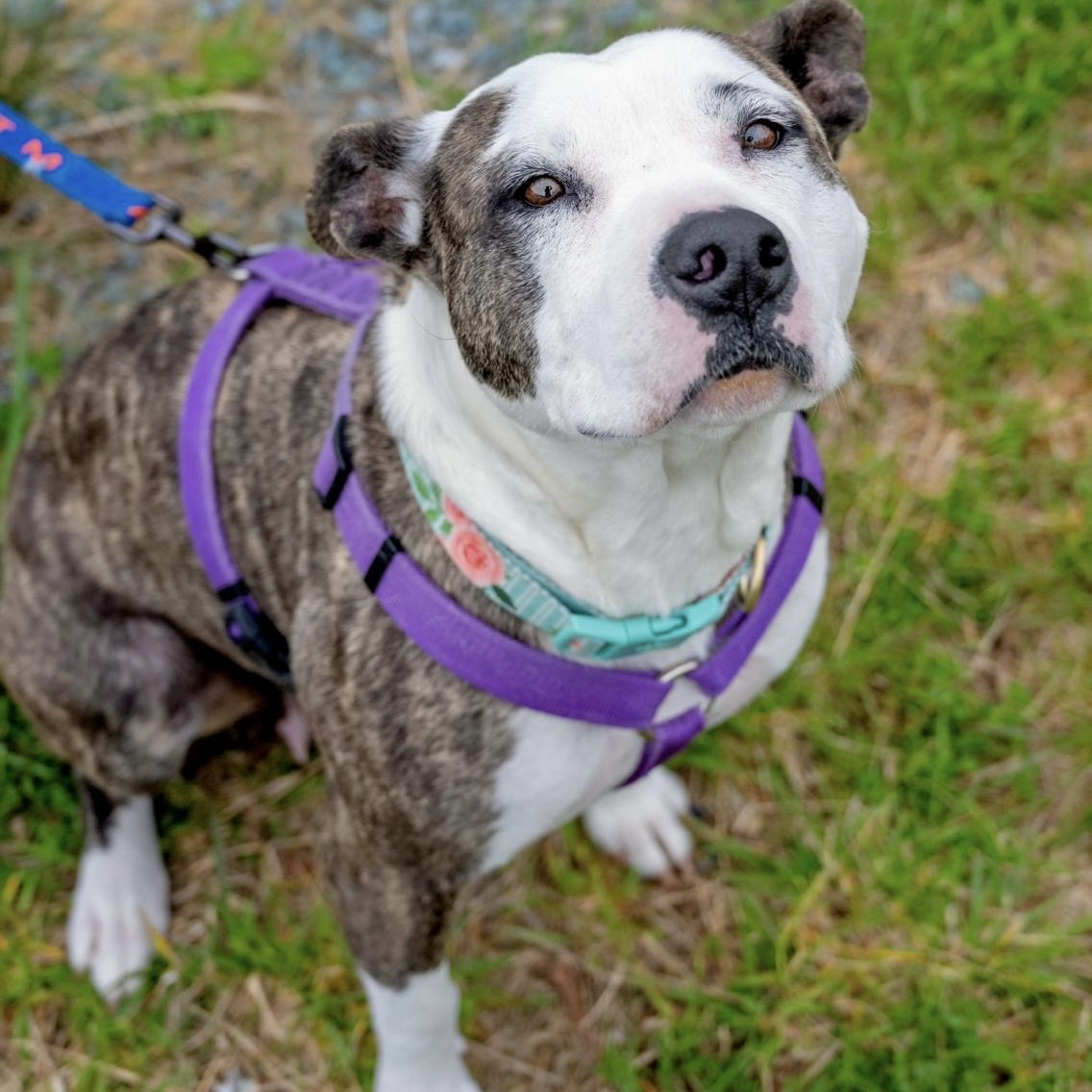 Kiki, Adoptable, Adult Female American Staffordshire Terrier & Labrador Retriever.