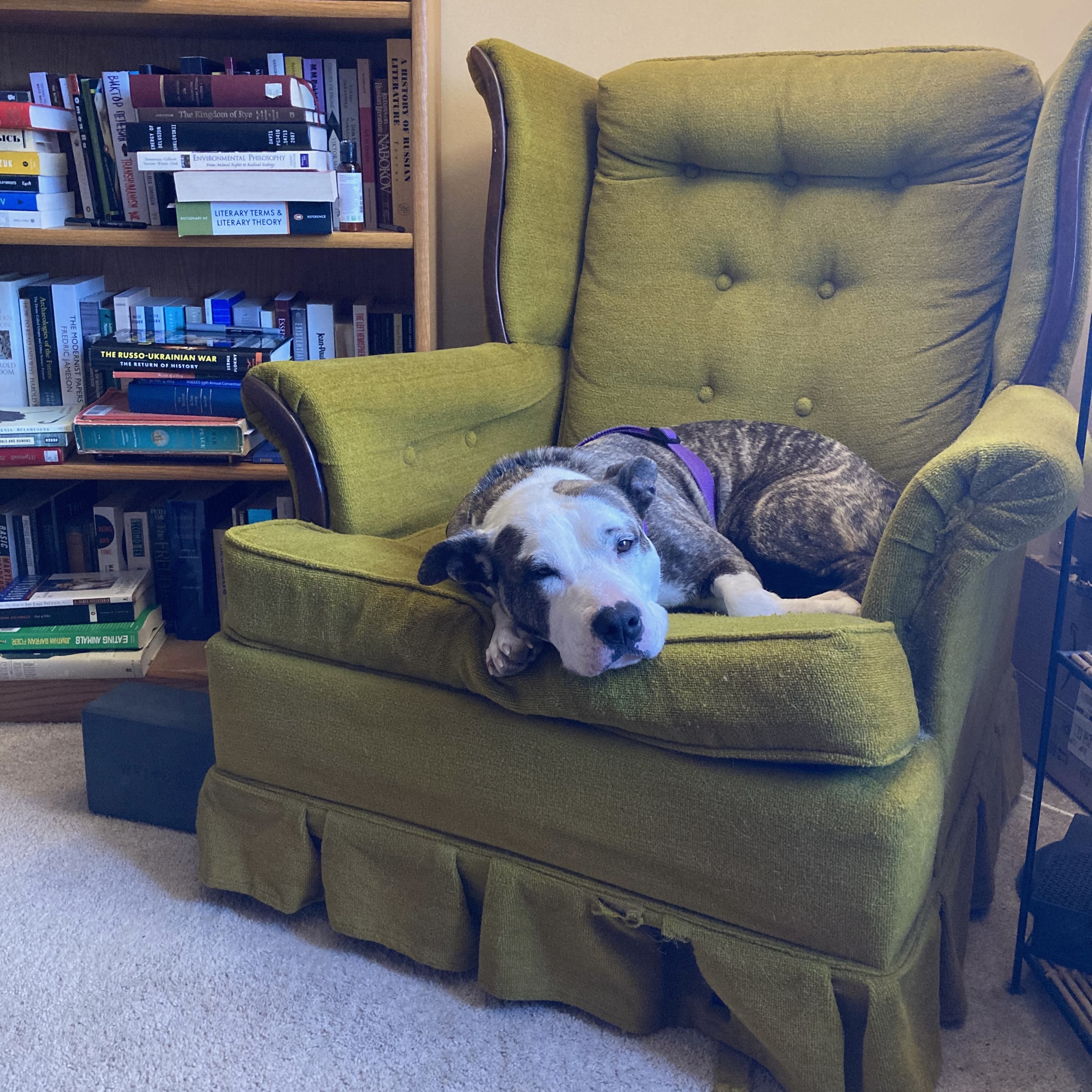 Enlarge Kiki, a Adoptable mixed breed in Pittsboro, NC image 2/6