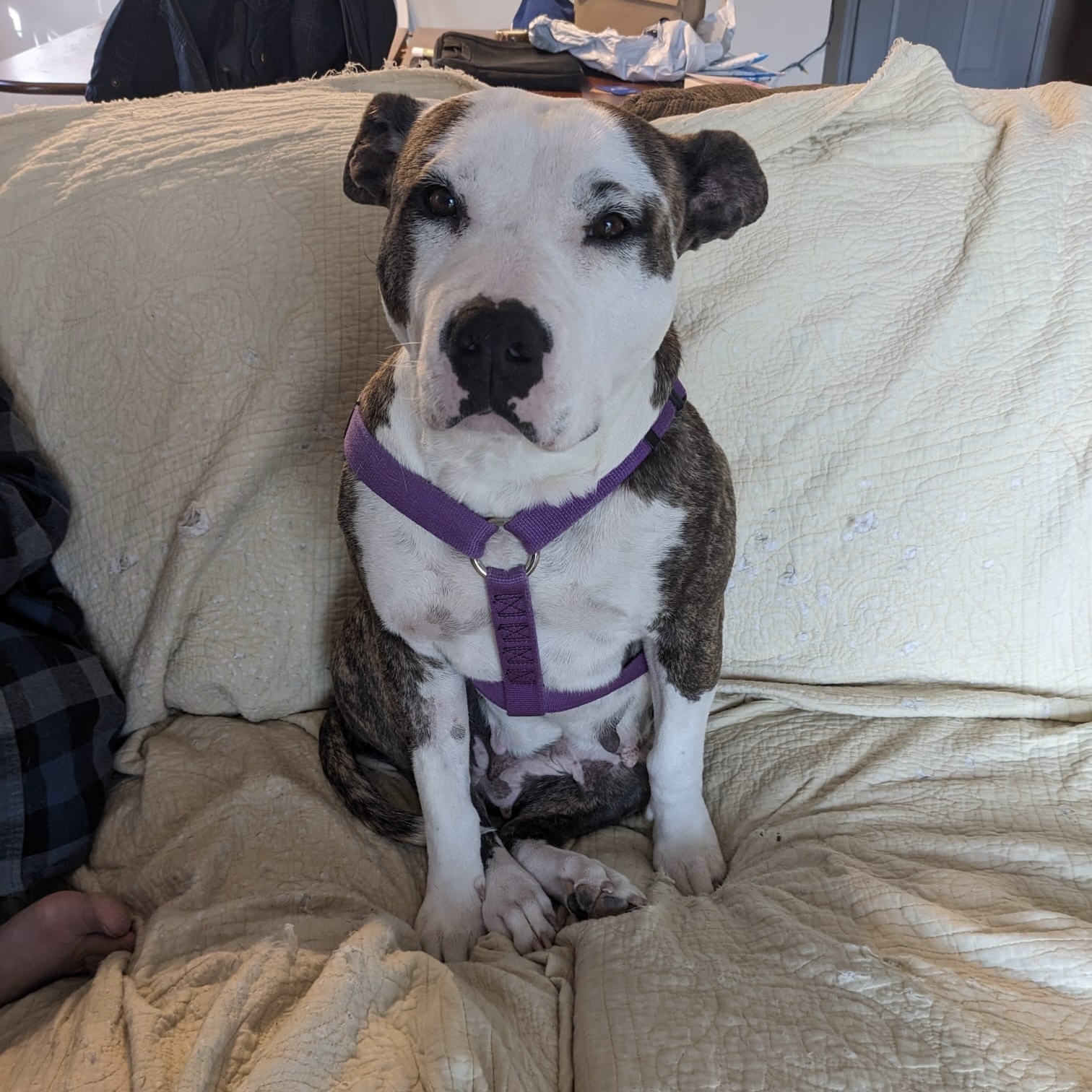 Enlarge Kiki, a Adoptable mixed breed in Pittsboro, NC image 3/6