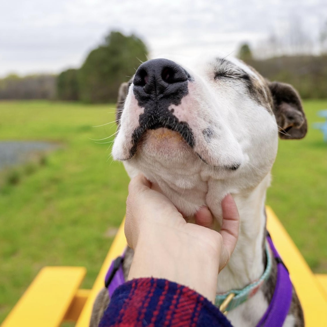 Kiki, Adoptable, Adult Female American Staffordshire Terrier & Labrador Retriever.