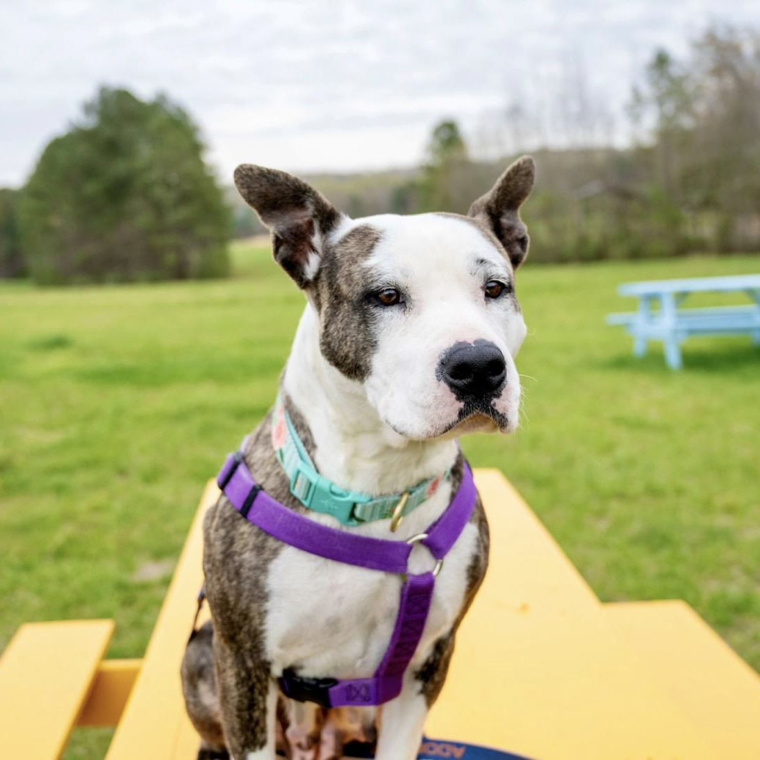 Kiki, Adoptable, Adult Female American Staffordshire Terrier & Labrador Retriever.