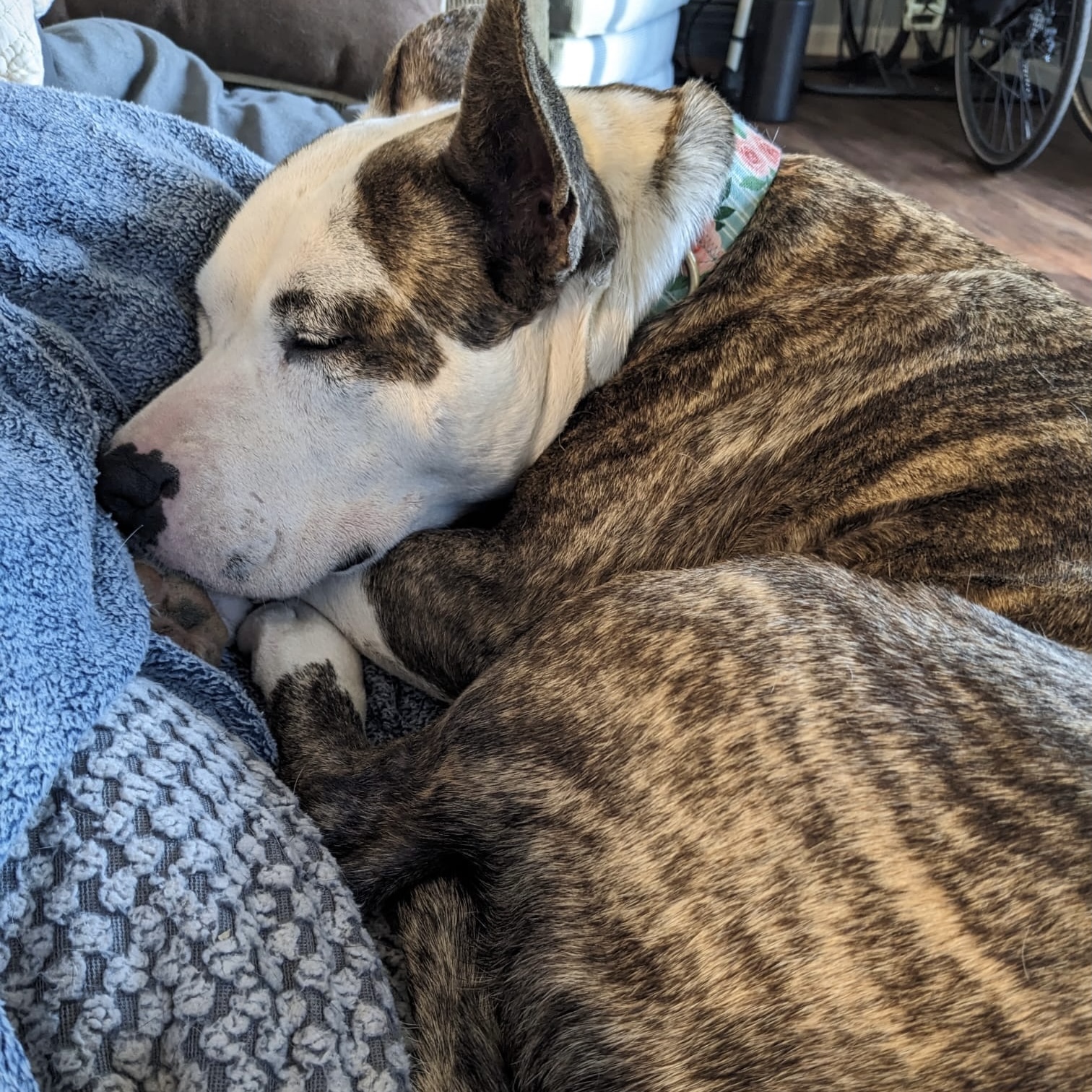 Kiki, Adoptable, Adult Female American Staffordshire Terrier & Labrador Retriever.