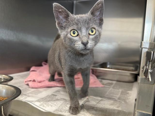 Enlarge SWEETIE PIE, a Adoptable Domestic Medium Hair in Santa Rosa, CA image 1/1