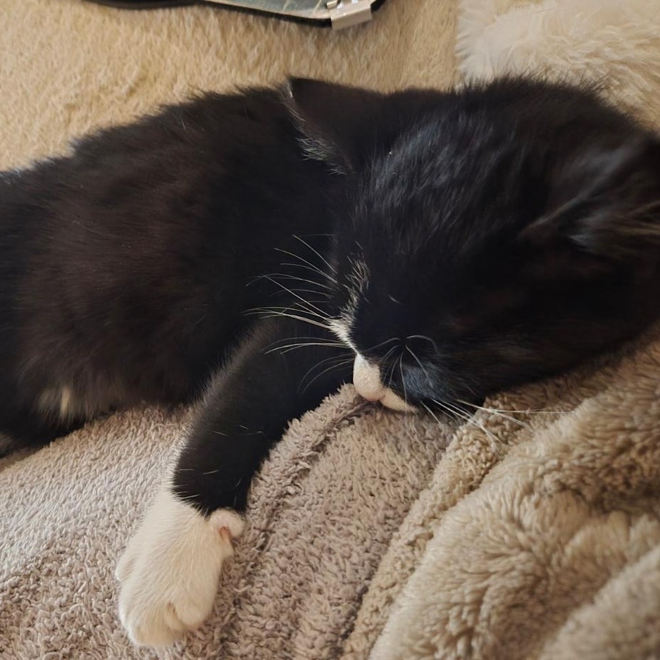 Enlarge Dakota, an adopted Tuxedo in Aurora, CO image 2/3