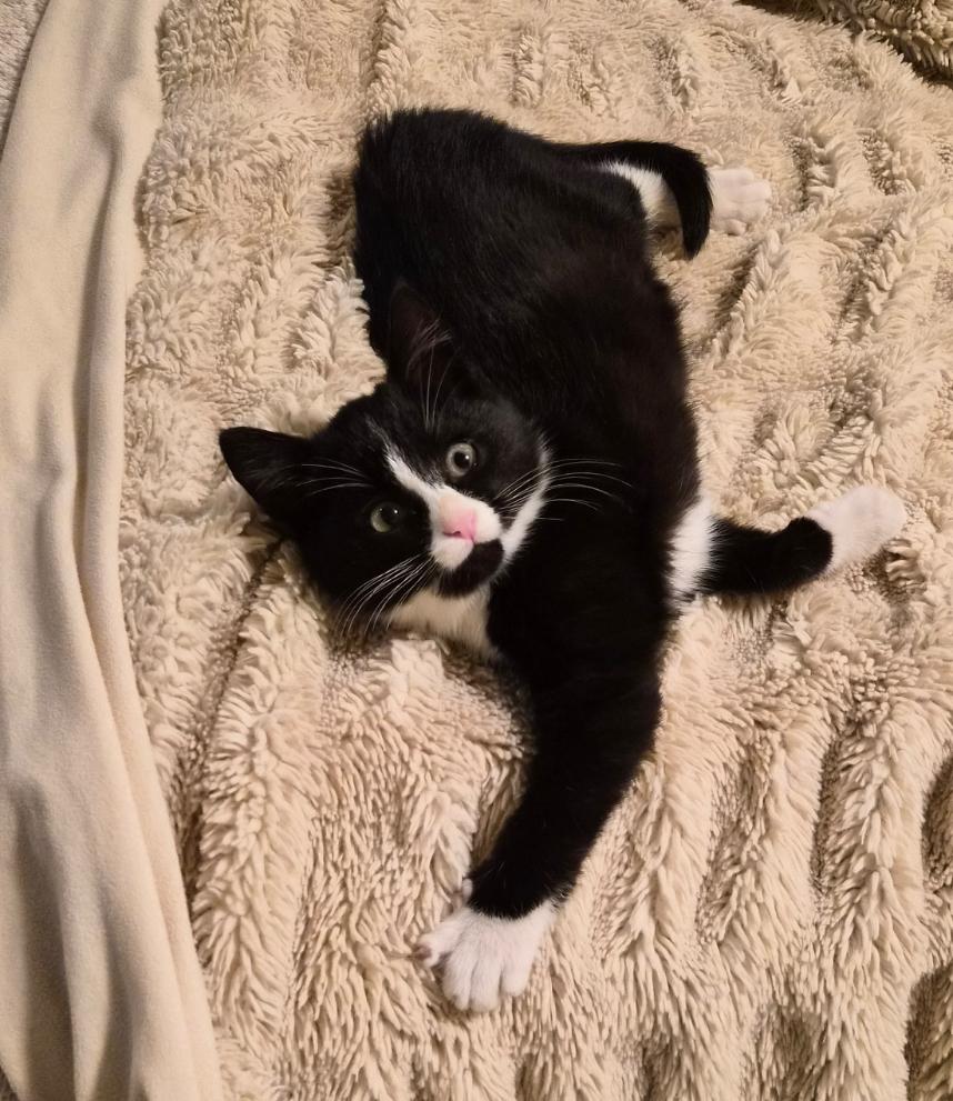 Enlarge Dakota, an adopted Tuxedo in Aurora, CO image 3/3