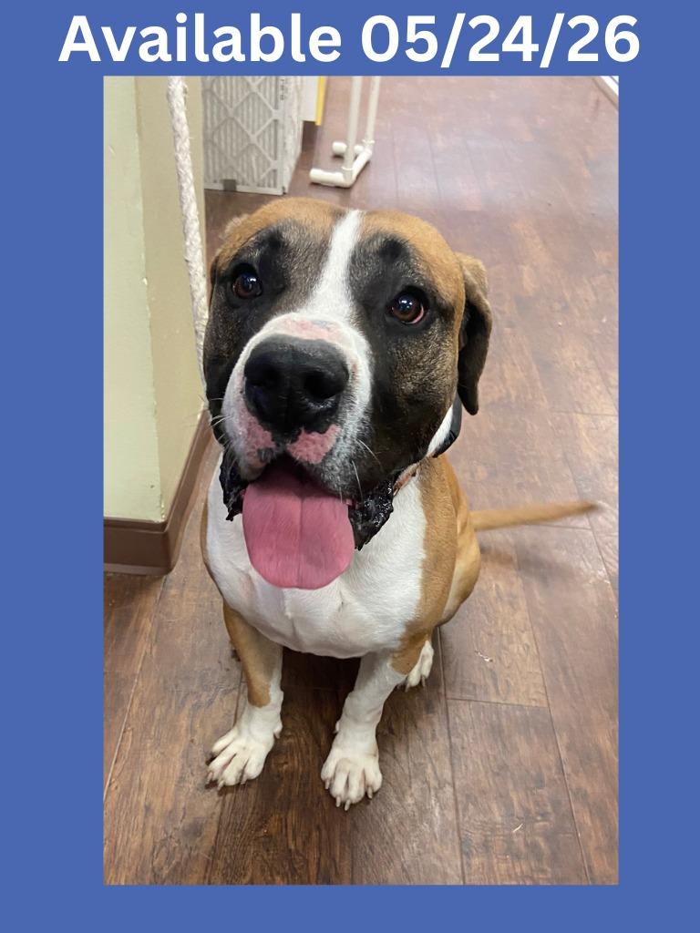 Dog Kennel #29, Adoptable, Adult Male Pit Bull Terrier & Mixed Breed.