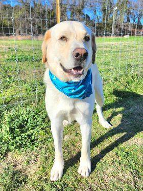 Jake, Adopted, Adult Male Yellow Labrador Retriever & Great Pyrenees.