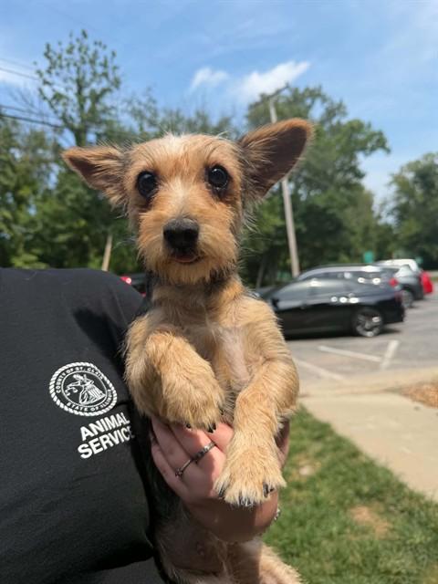 JUDY, Adoptable, Young Female Parson Russell Terrier & Yorkshire Terrier.