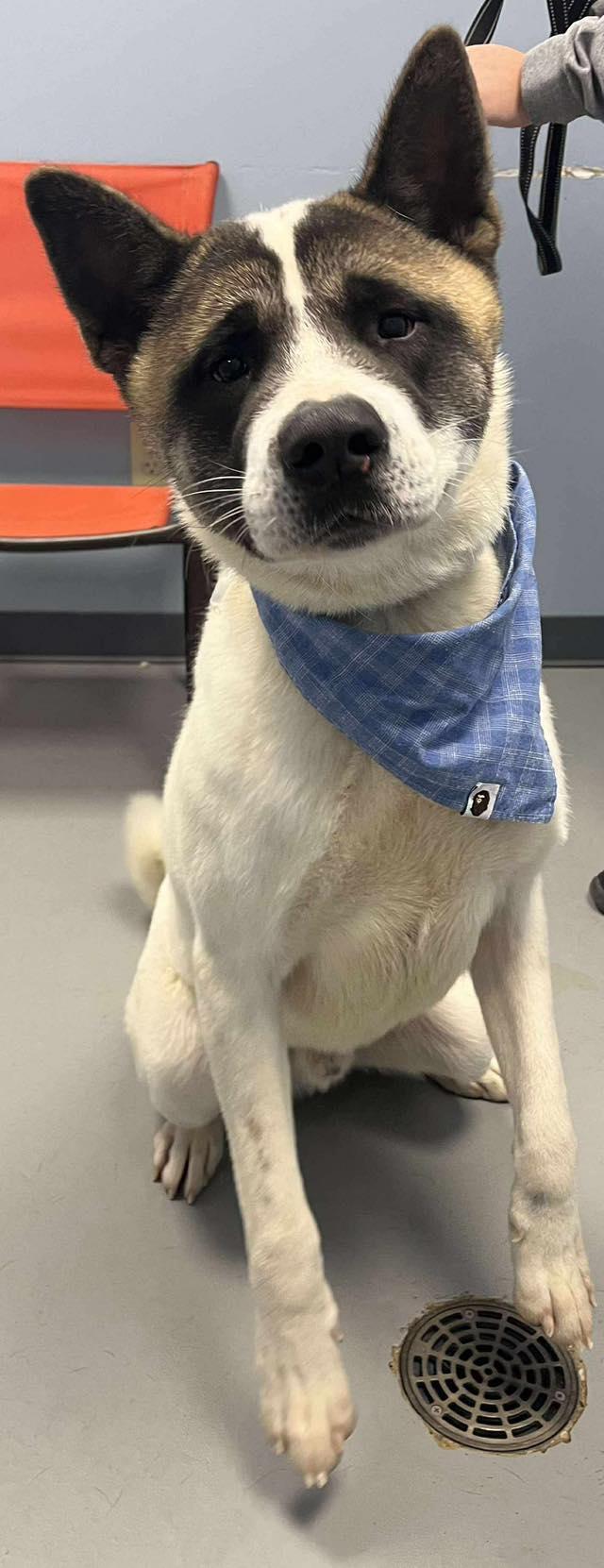 David , ADOPTABLE, Adult Male Akita.