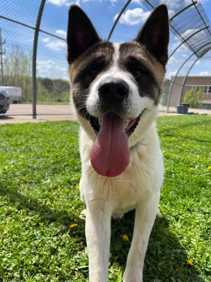 Enlarge David , a ADOPTABLE Akita in Zanesville, OH image 2/3