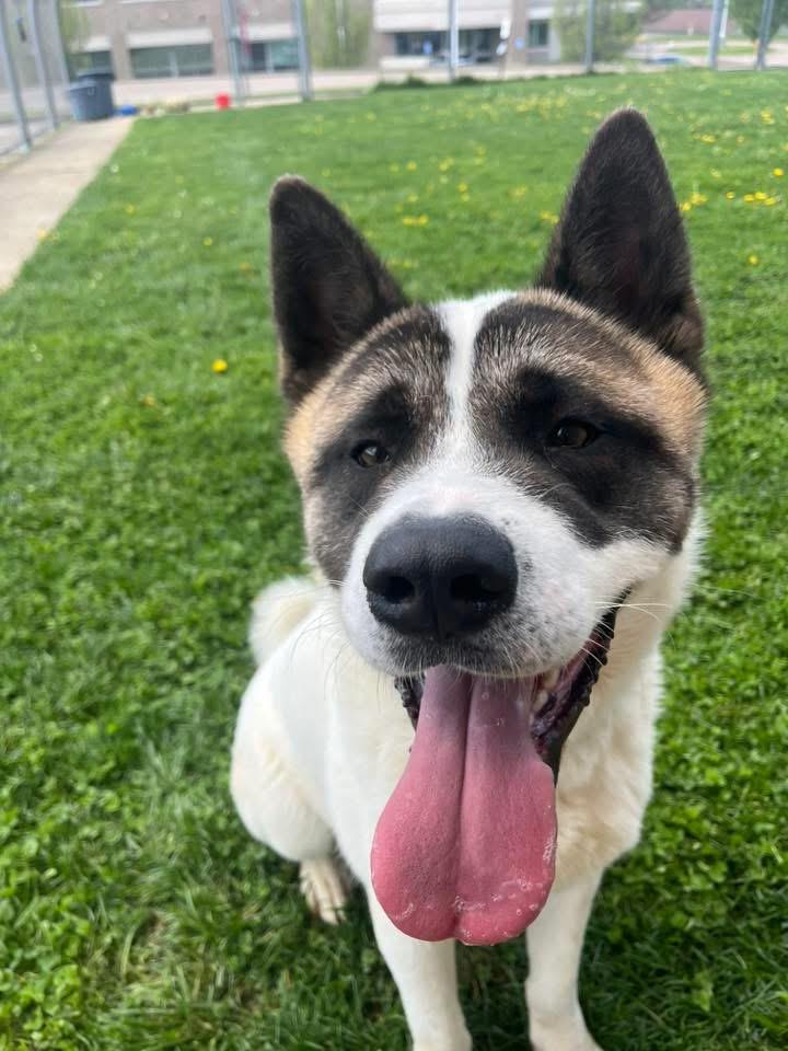 David , ADOPTABLE, Adult Male Akita.