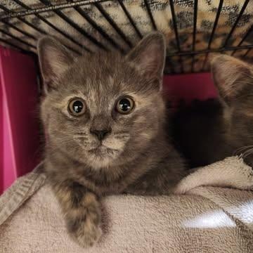 CECILY, Adoptable, Kitten Female Domestic Short Hair.