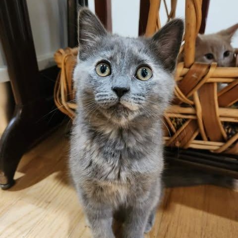 CECILY, a Adoptable Domestic Short Hair in Campbell River, BC image 3/6