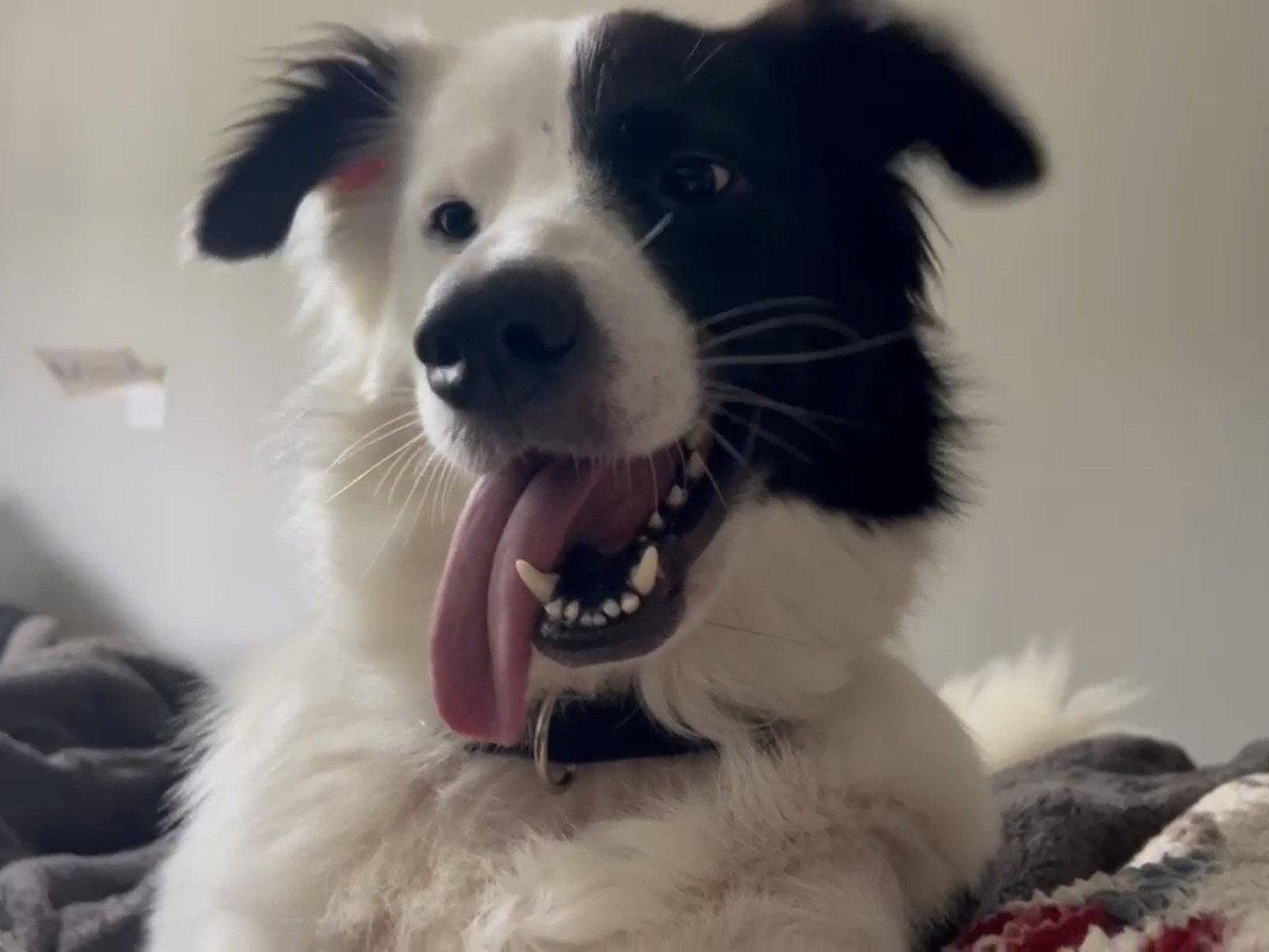 Petey, Adoptable, Adult Male Great Pyrenees & Australian Shepherd.