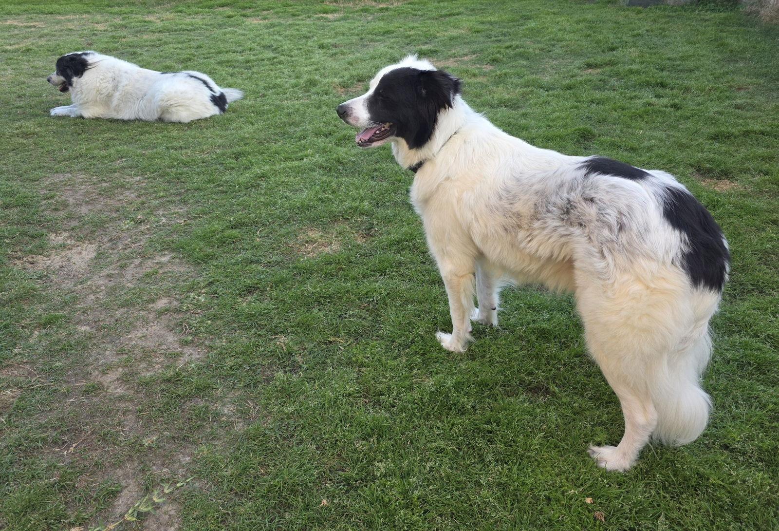 Petey, Adoptable, Adult Male Great Pyrenees & Australian Shepherd.