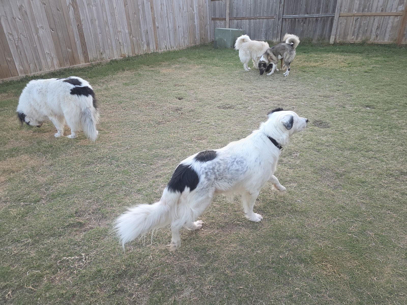 Petey, Adoptable, Adult Male Great Pyrenees & Australian Shepherd.