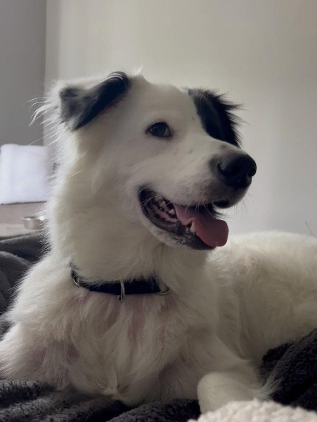 Enlarge Petey, a Adoptable mixed breed in Houston, TX image 2/3