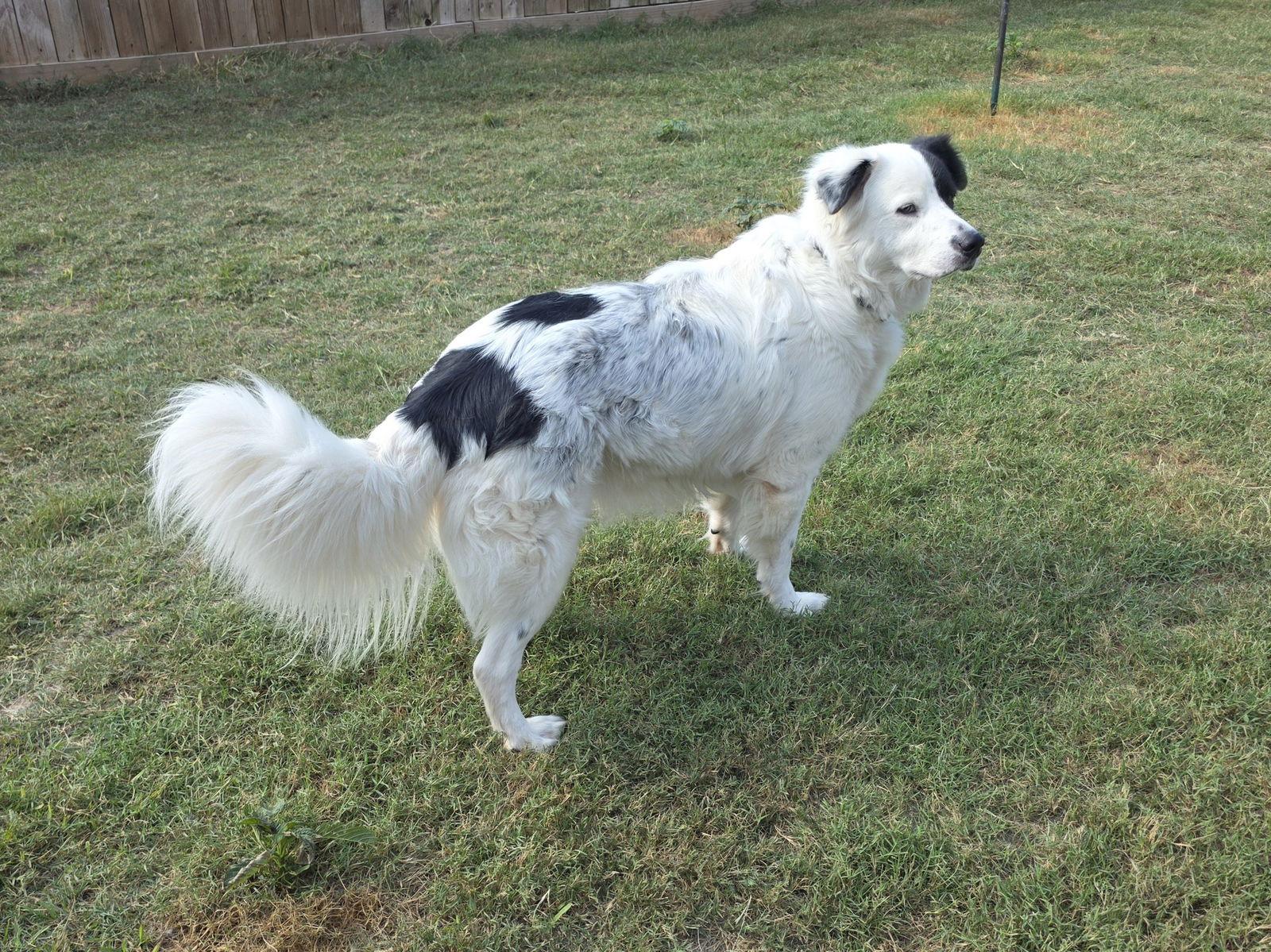 Enlarge Petey, a Adoptable mixed breed in Houston, TX image 2/3
