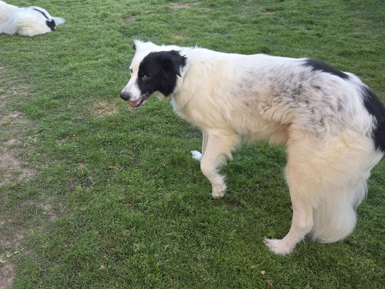 Enlarge Petey, a Adoptable mixed breed in Houston, TX image 2/3