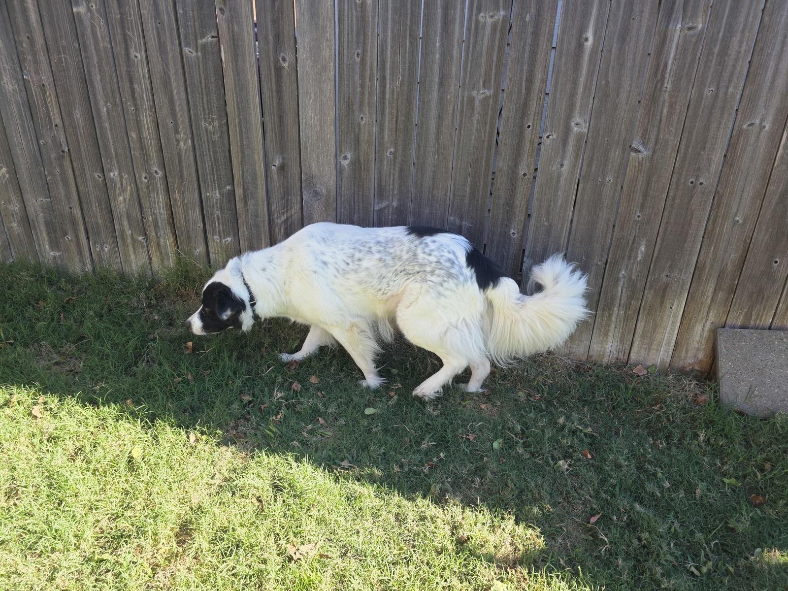 Enlarge Petey, a Adoptable mixed breed in Houston, TX image 3/3
