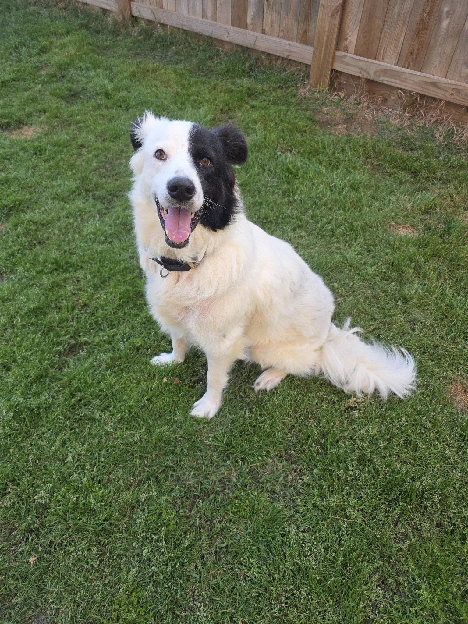 Enlarge Petey, a Adoptable mixed breed in Houston, TX image 3/3