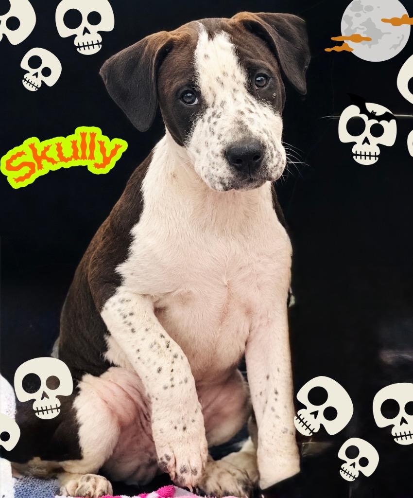 Skully photo