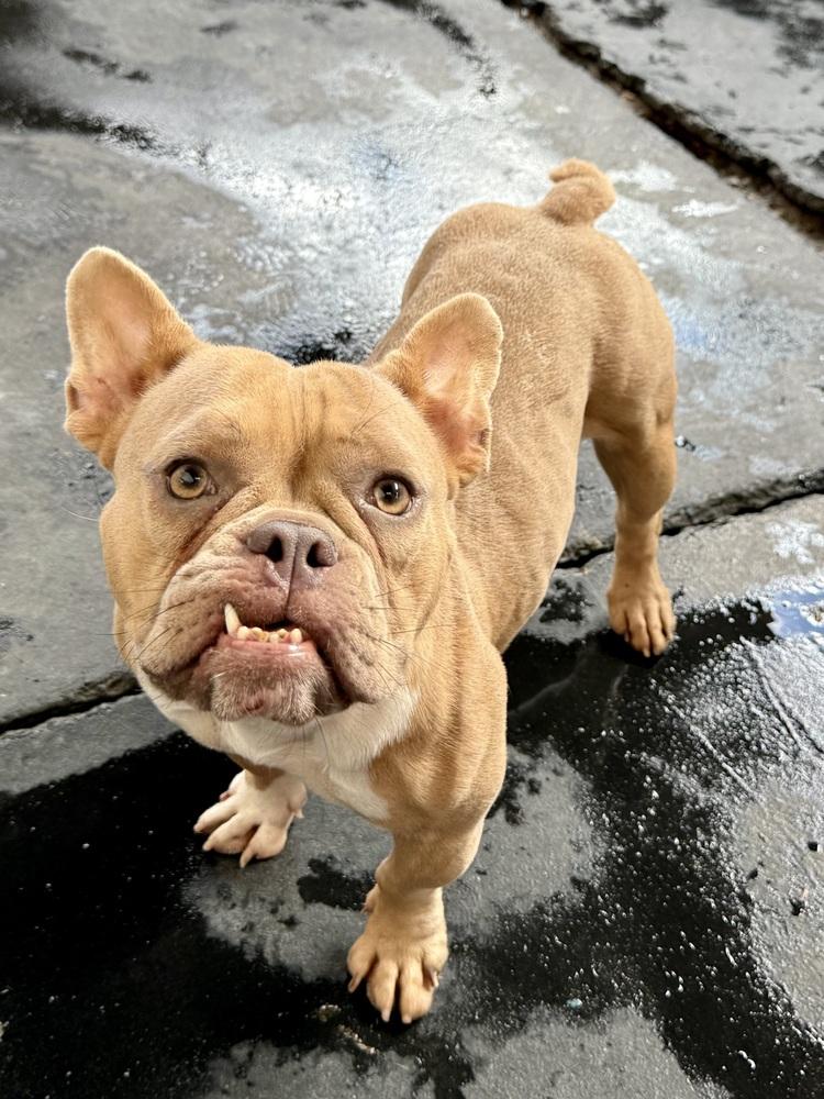 Lorain, Adoptable, Adult Female French Bulldog.