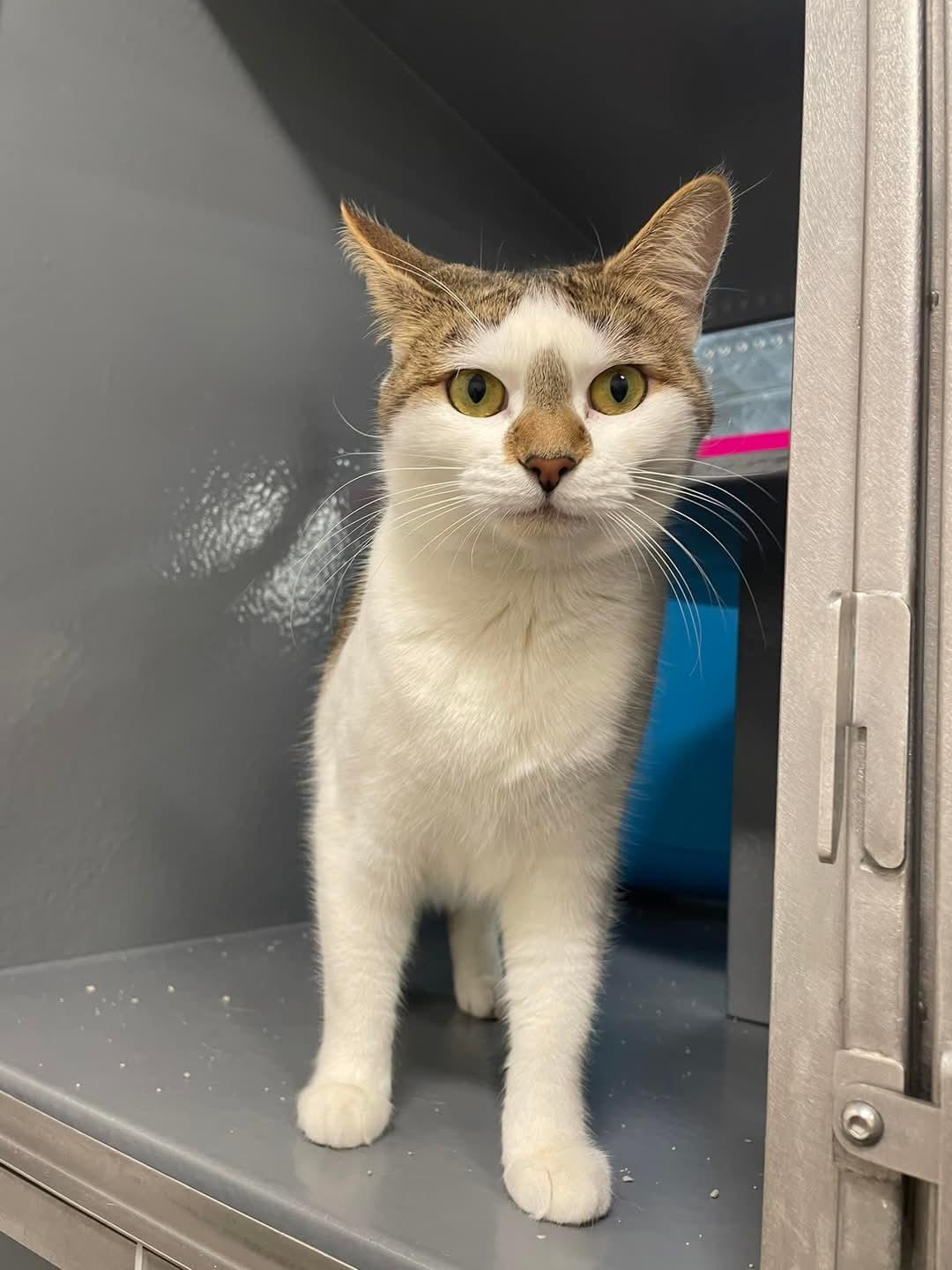 Bonnie, a Adoptable Domestic Short Hair in Los Alamitos, CA image 1/3