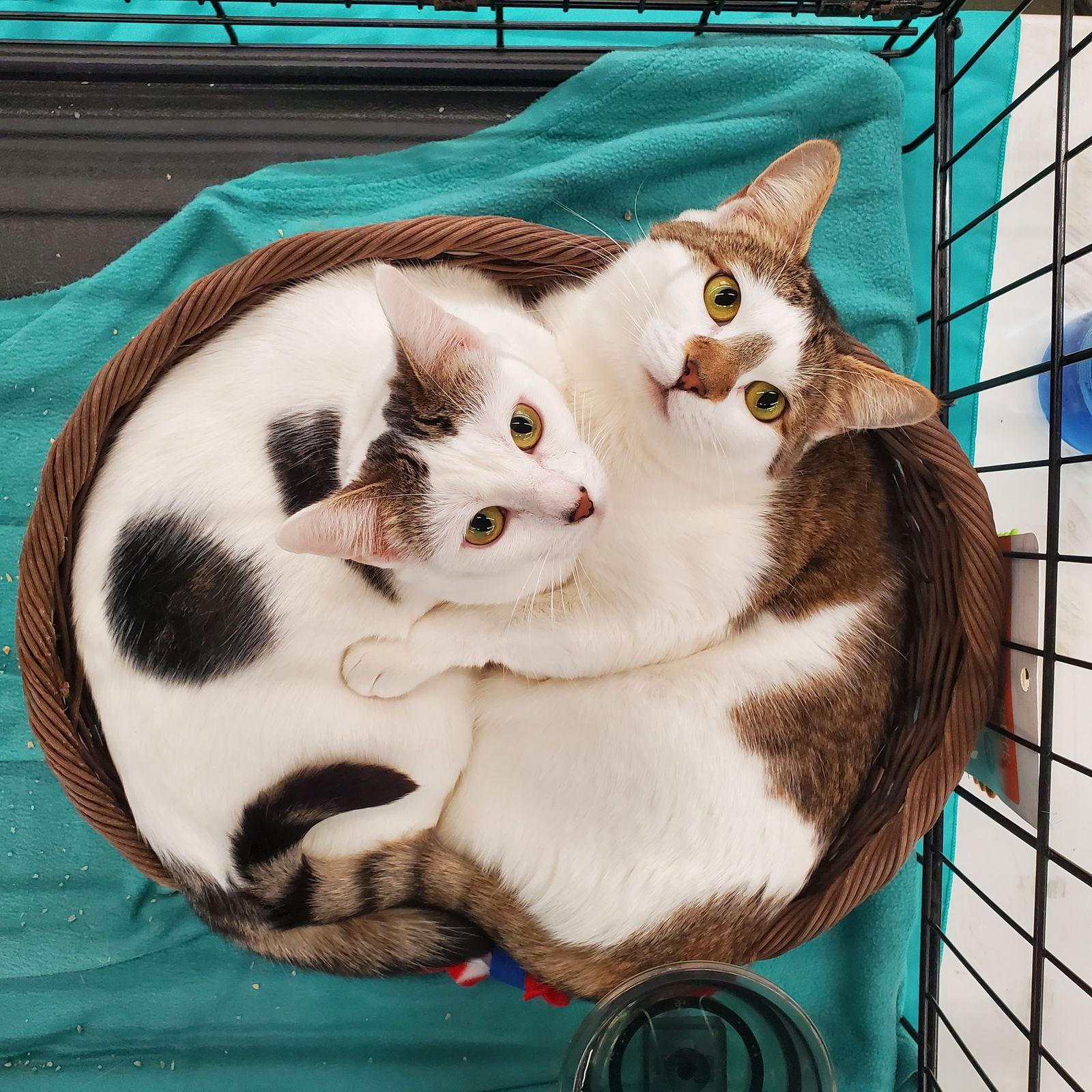 Bonnie, Adoptable, Young Female Domestic Short Hair.
