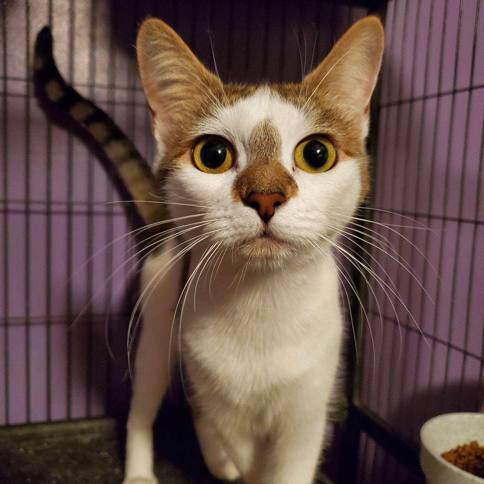 Bonnie, a Adoptable Domestic Short Hair in Los Alamitos, CA image 3/3