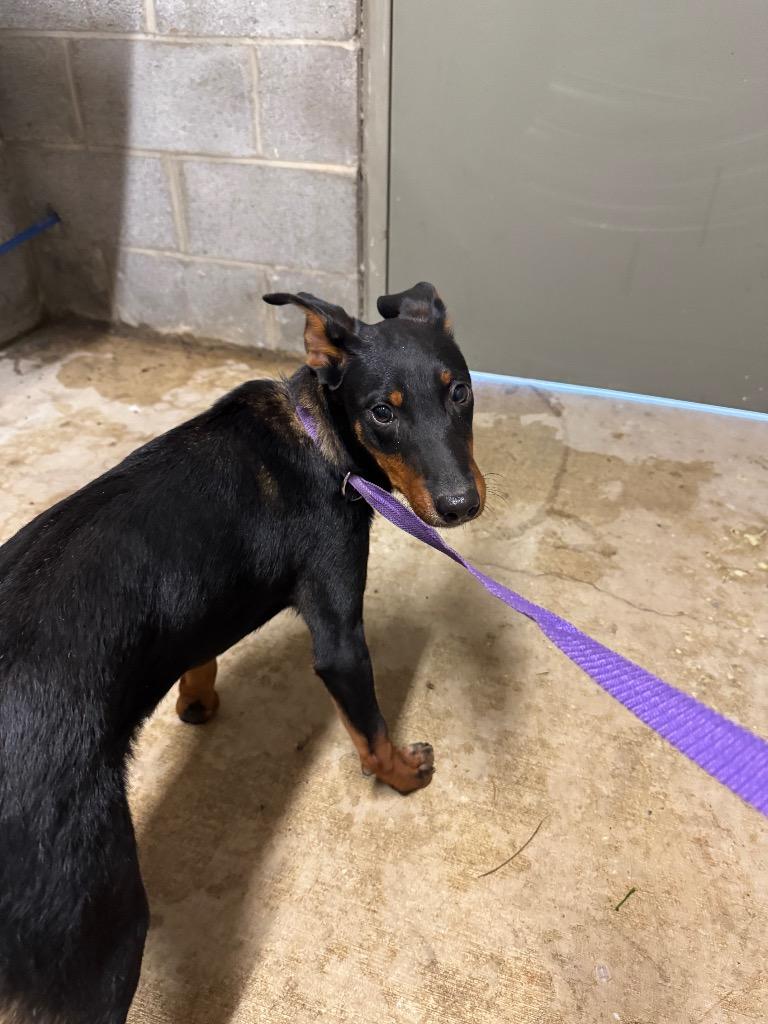 Colt, Adopted, Young Male Mixed Breed.