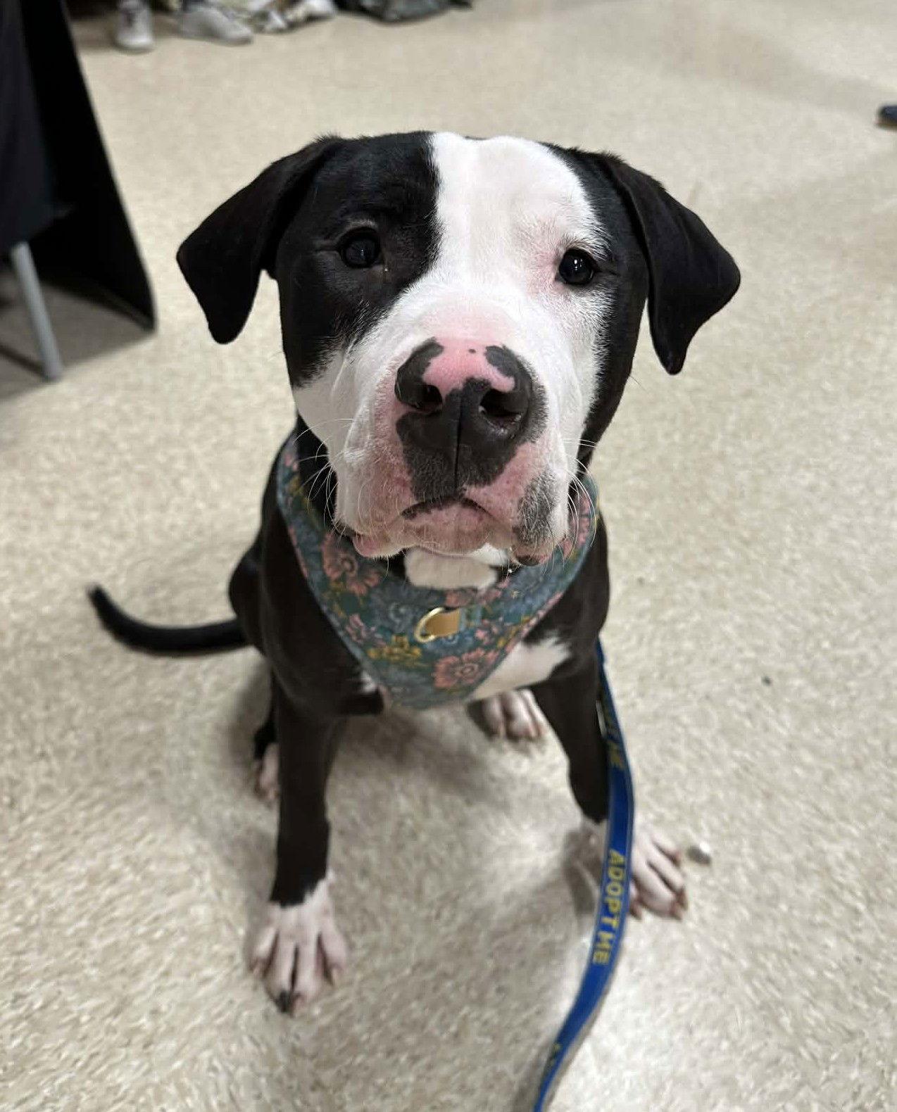 Raven, Adopted, Young Female Pit Bull Terrier & Great Dane.