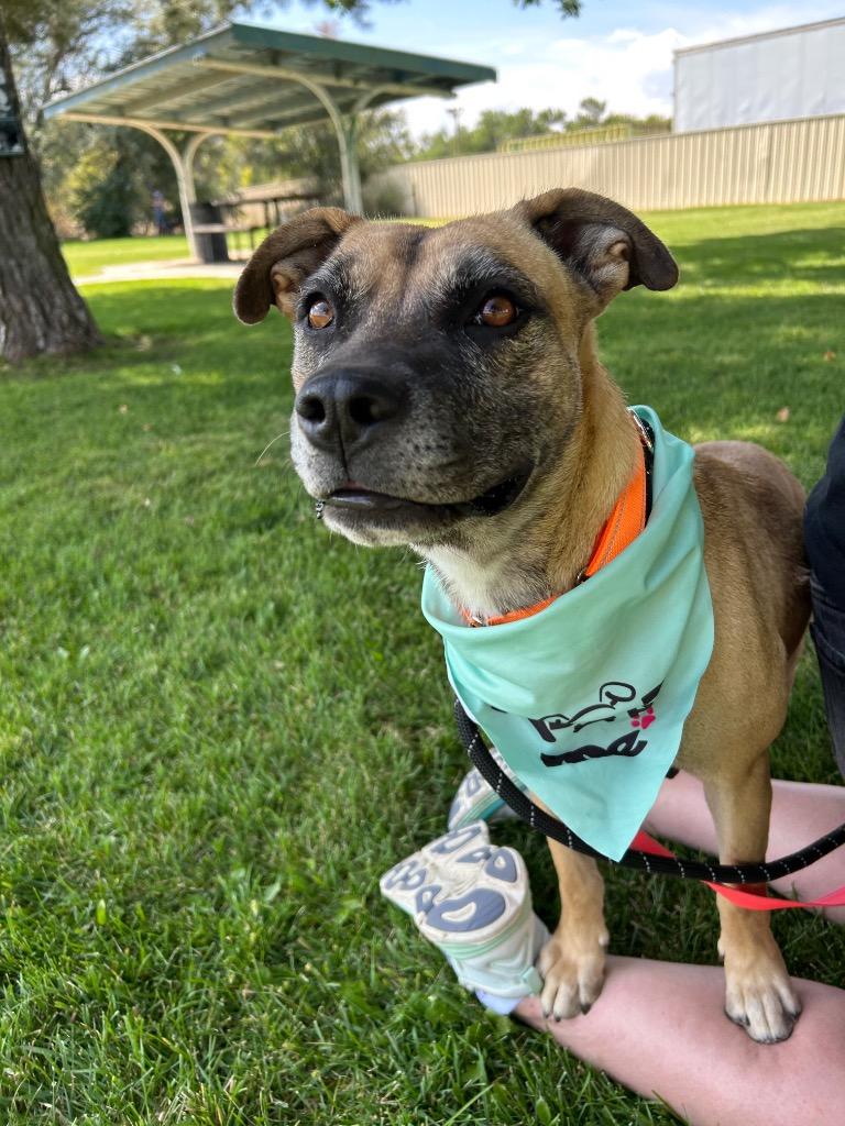 Enlarge Lilley, a Adoptable mixed breed in Fort Lupton, CO image 1/5