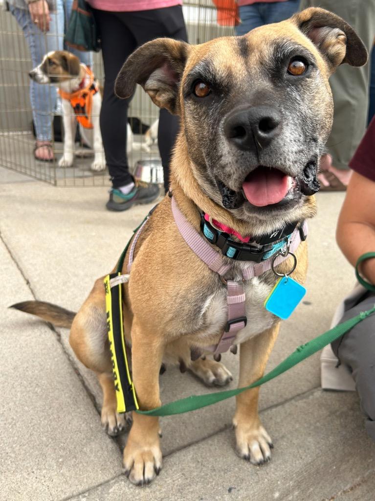Enlarge Lilley, a Adoptable mixed breed in Fort Lupton, CO image 2/5