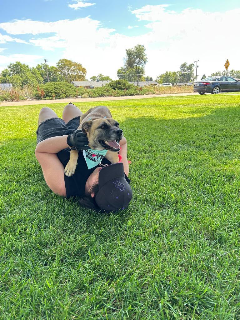 Enlarge Lilley, a Adoptable mixed breed in Fort Lupton, CO image 3/5