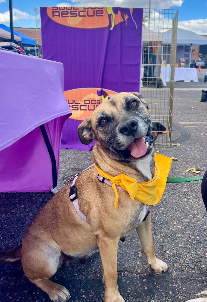 Enlarge Lilley, a Adoptable mixed breed in Fort Lupton, CO image 5/5