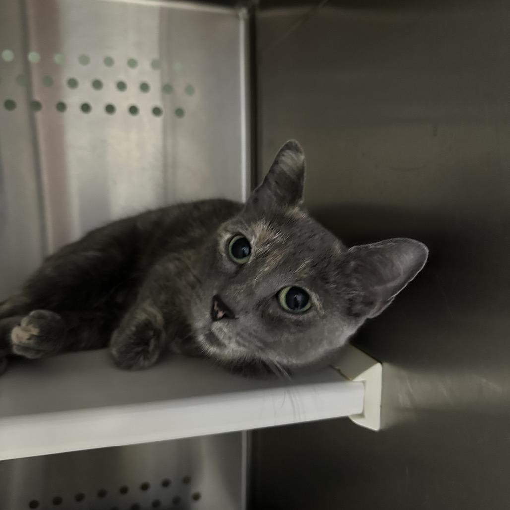 Hazel, Adoptable, Adult Female Domestic Short Hair.