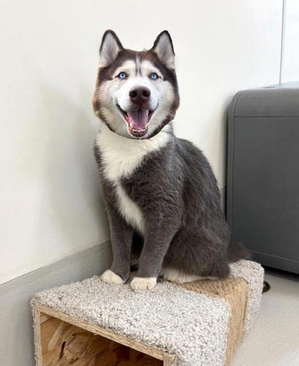 Enlarge Gus, a Adoptable mixed breed in New Hope, PA image 1/3