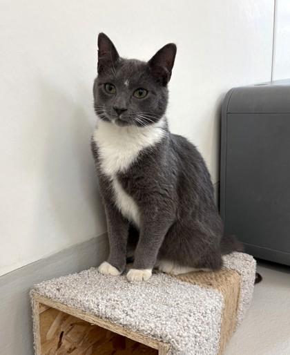 Gus, Adoptable, Adult Male Domestic Short Hair & Domestic Short Hair.