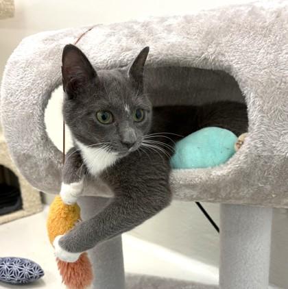 Enlarge Gus, a Adoptable mixed breed in New Hope, PA image 3/3