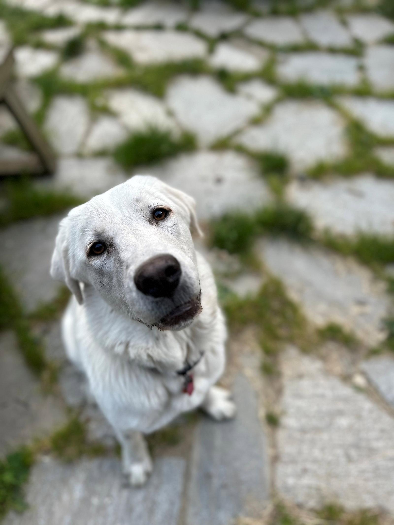 Enlarge Colette, a Adopted mixed breed in Kingston, WA image 4/6