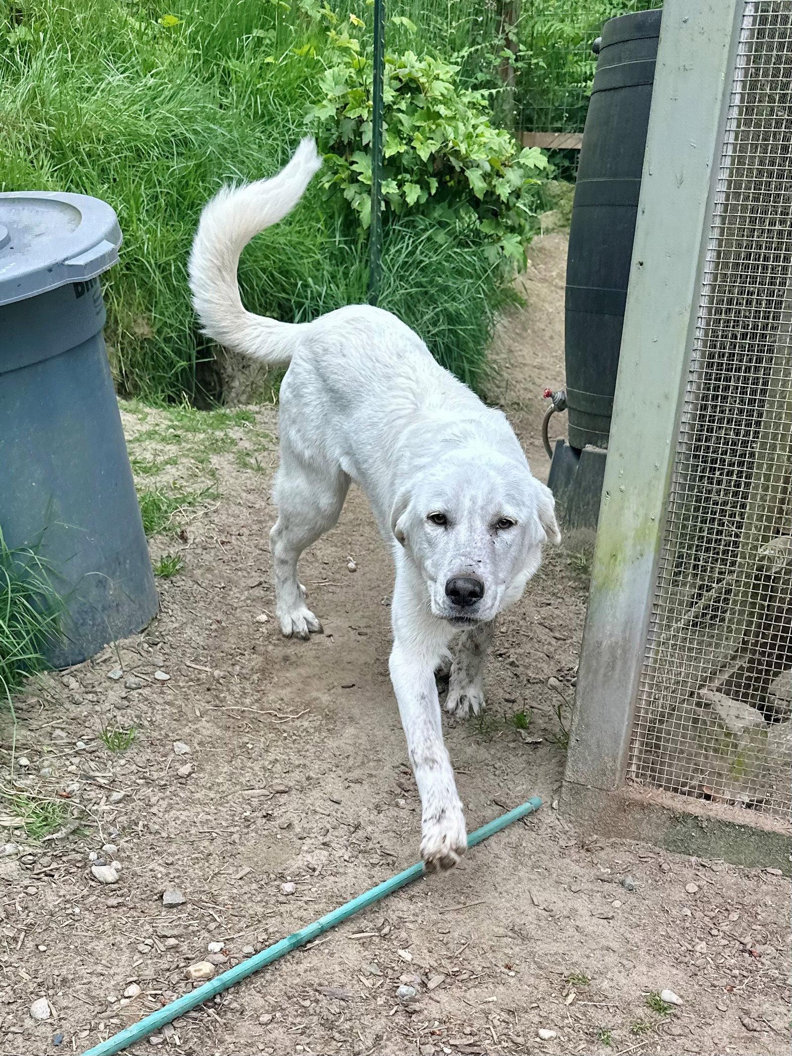 Enlarge Colette, a Adopted mixed breed in Kingston, WA image 5/6