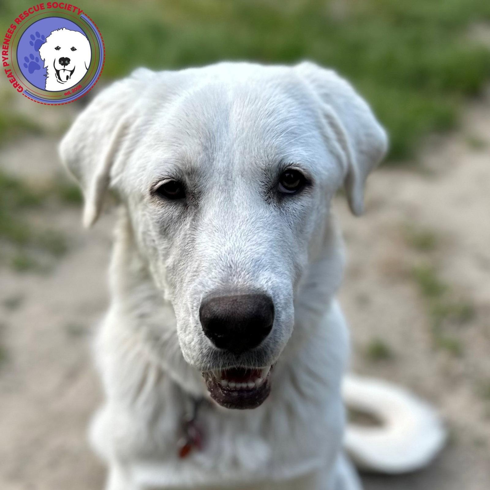 Colette, Adopted, Young Female Great Pyrenees & Akbash.