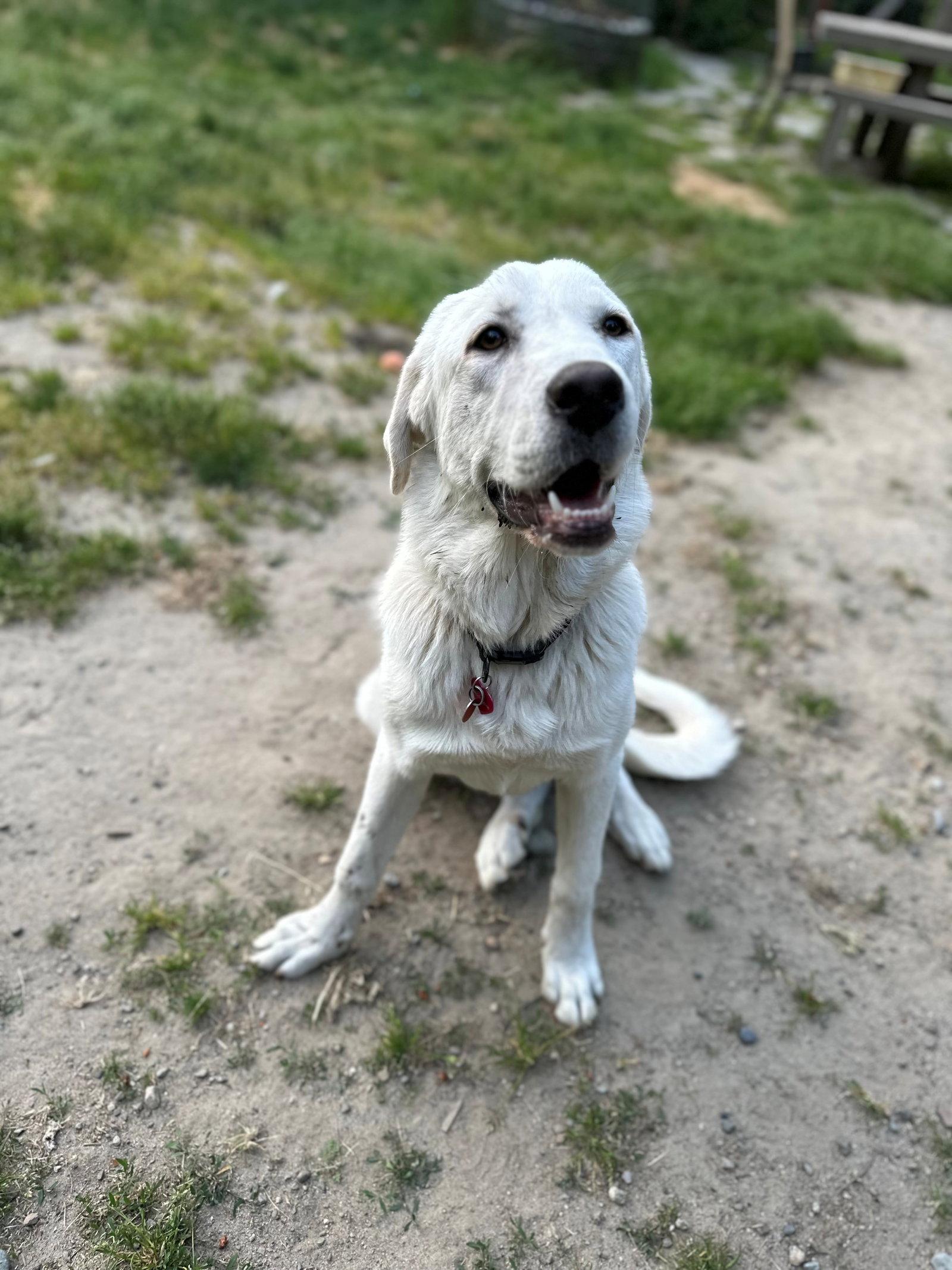 Enlarge Colette, a Adopted mixed breed in Kingston, WA image 2/6
