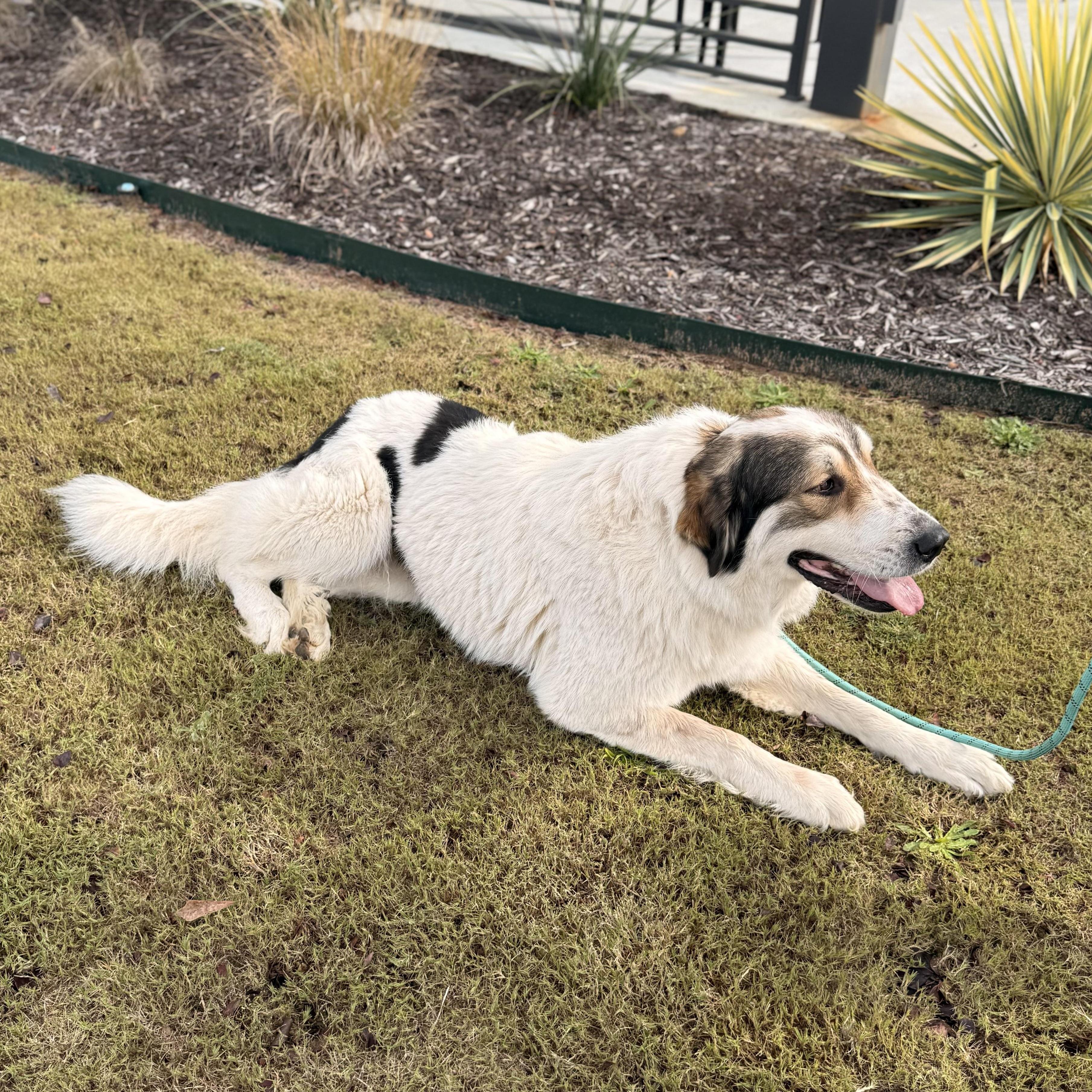 Enlarge Millie, a Adoptable mixed breed in Roscoe, IL image 4/6