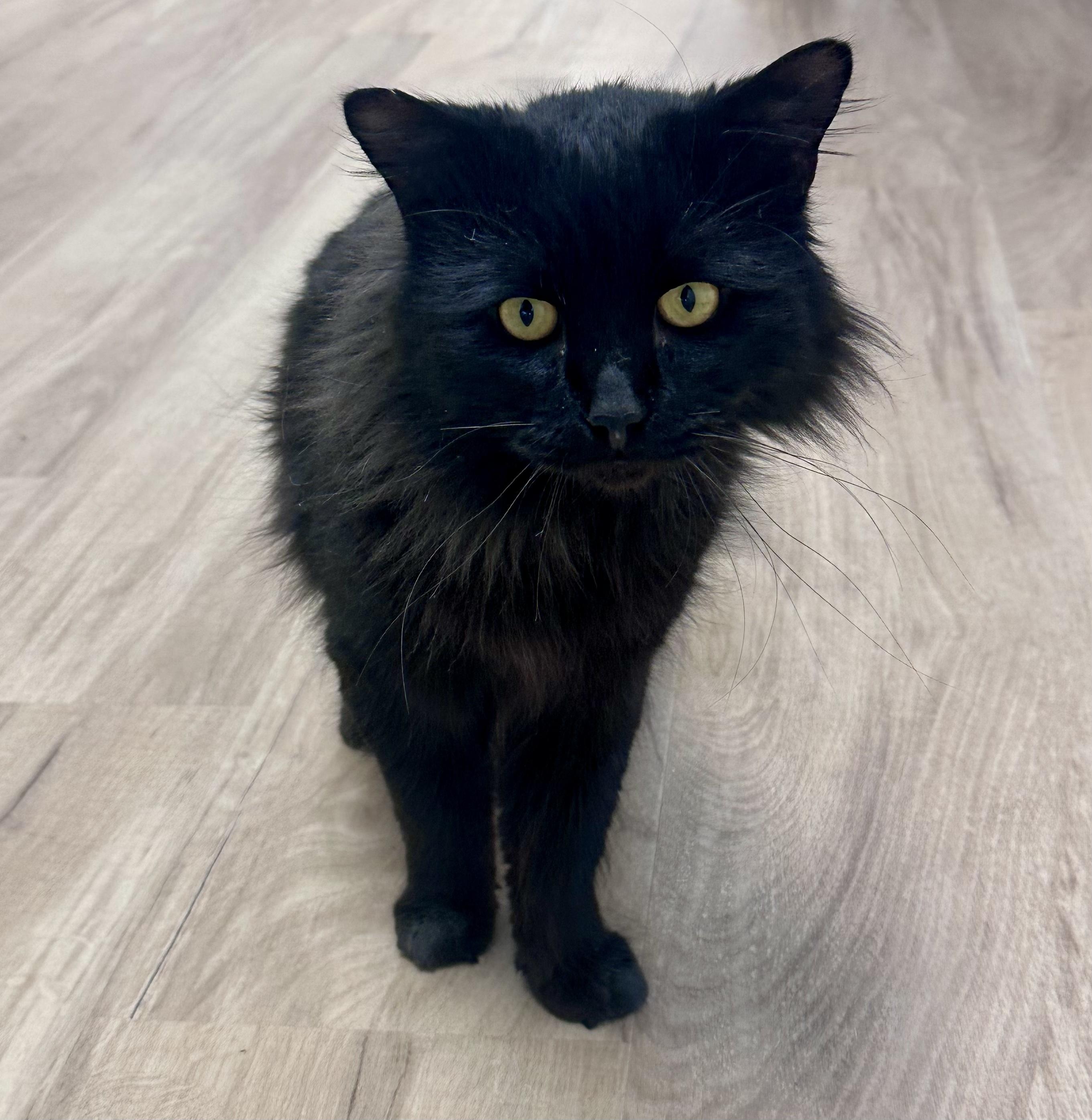 Enlarge Onyx, a ADOPTABLE Domestic Long Hair in Bethel, CT image 2/6